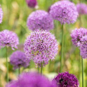 BIO Allium 'Millenium' - 3 Stück