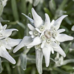 BIO Alpenedelweiß - 3 Stück