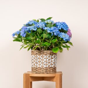 Seegras Korb Geflochten - 22 cm