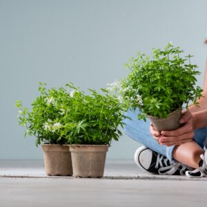 BIO Waldmeister - 3 Stück