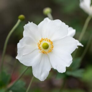 BIO Herbst-Anemone 'Honorine Jobert' - 3 Stück