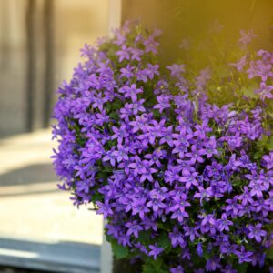 BIO Dalmatiner Glockenblume - 3 Stück