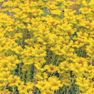 BIO Felsen-Fetthenne - 3 Stück