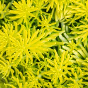 BIO Felsen-Fetthenne 'Angelina' - 3 Stück