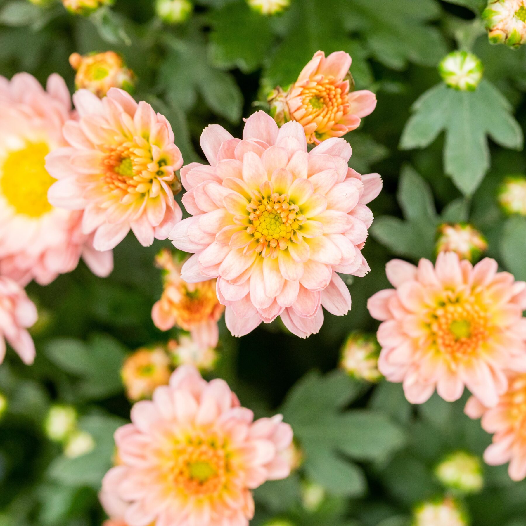 BIO Garten-Chrysantheme 'Shippie Apricot' - 3 Stück