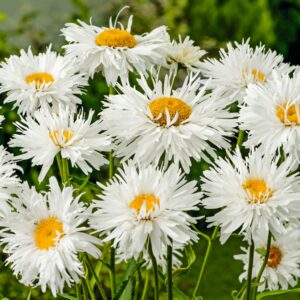 BIO Großblumige Garten-Margerite 'Snowdrift' - 3 Stück