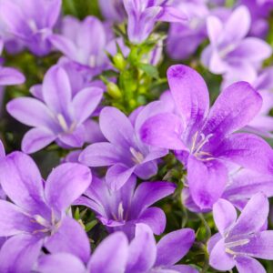 BIO Hängepolster-Glockenblume - 3 Stück