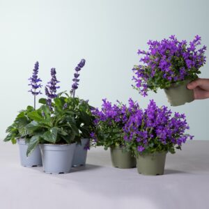 Glockenblumen & Salbei Mix - 6 Stück
