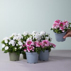 Glockenblumen & Verbenen Mix - 6 Stück