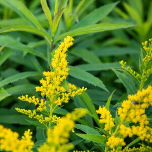 BIO Kanadische Goldrute 'Goldkind' - 3 Stück