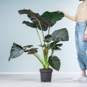 Alocasia 'Regal Shield' L