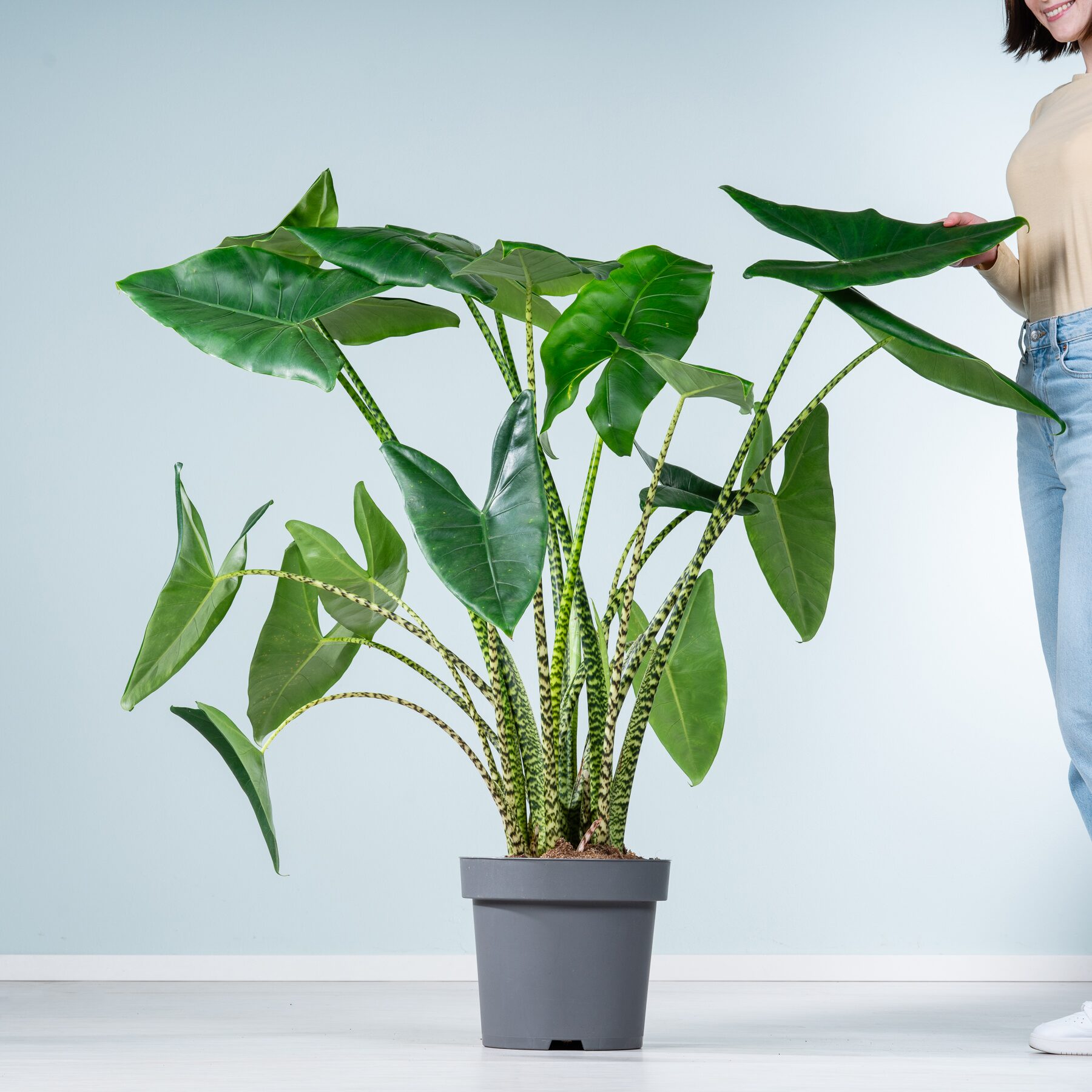 Alocasia 'Zebrina' XL