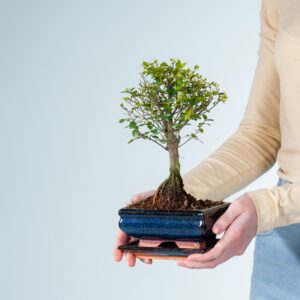 Sageretia Bonsai 'Traditional' in Keramikschale
