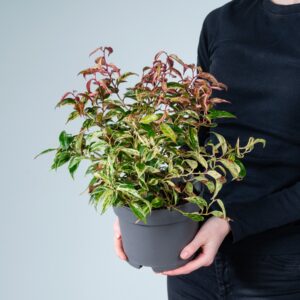 Traubenmyrte 'Makiyaz'