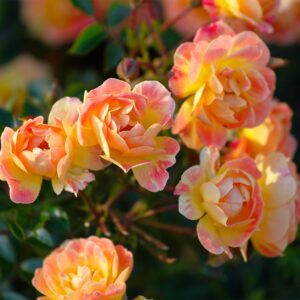 Bodendeckerrose 'Bienenweide® Fruity' - wurzelnackt