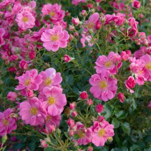 Bodendeckerrose 'Bienenweide® Rosa' - wurzelnackt