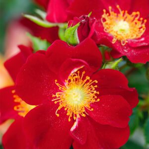 Bodendeckerrose 'Bienenweide® Rot' - wurzelnackt