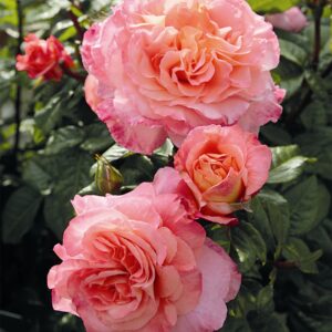 Edelrose 'Augusta Luise®' - wurzelnackt