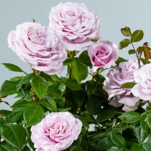 Edelrose 'Pacific Blue®' - wurzelnackt