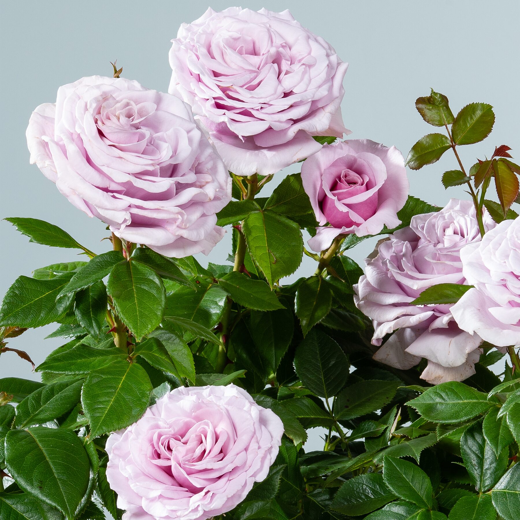 Edelrose 'Pacific Blue®' - wurzelnackt
