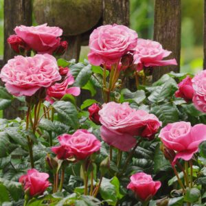 Edelrose 'Wildberry®' - wurzelnackt