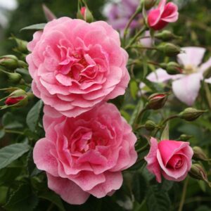 Kletterrose 'Camelot®' - wurzelnackt