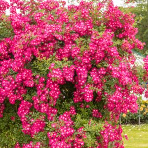 Kletterrose 'Libertas®' - wurzelnackt