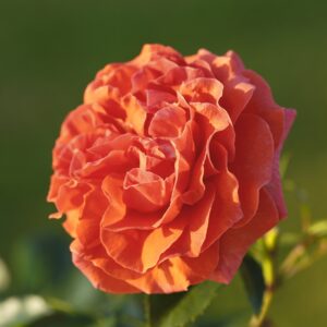 Kletterrose 'Naranga®' - wurzelnackt