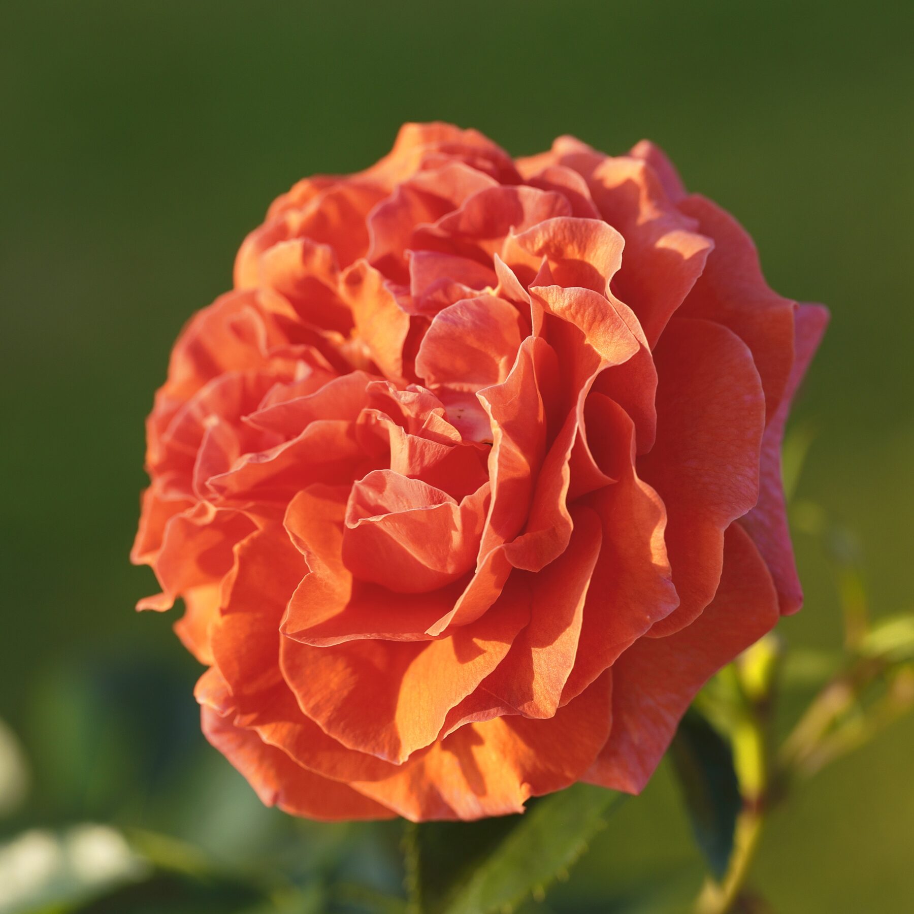 Kletterrose 'Naranga®' - wurzelnackt