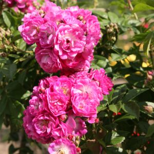 Kletterrose 'Perennial Blue®' - wurzelnackt