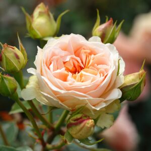 Strauchrose 'Matthias Claudius Rose®' - wurzelnackt