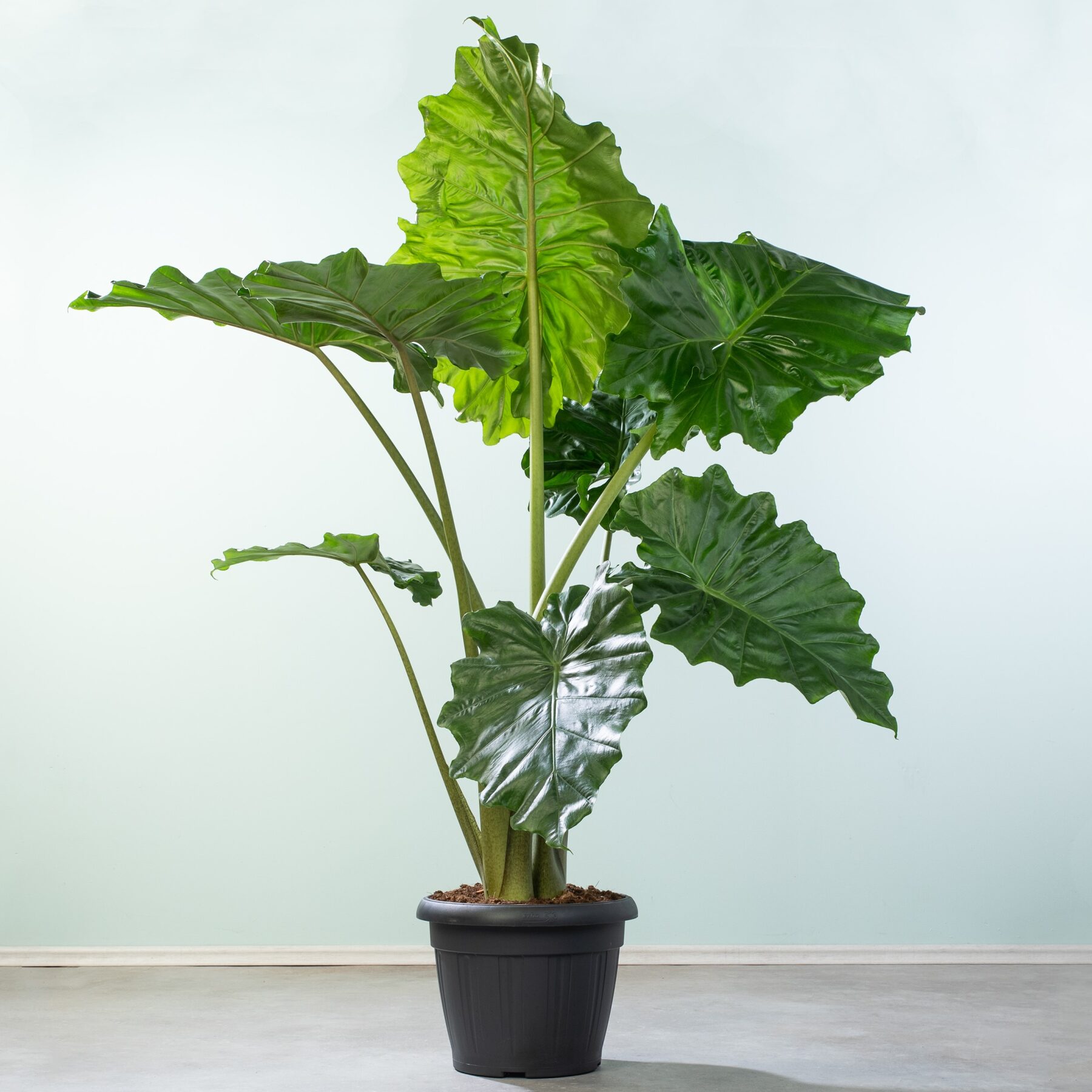 Alocasia 'Portodora' XL
