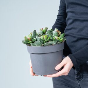 Adromischus cooperi L