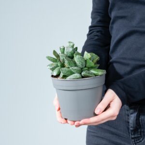 Adromischus cooperi M