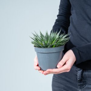 Aloe 'Aristata' S