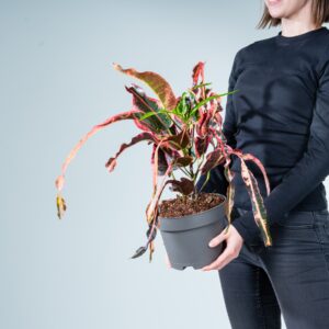 Kroton variegatum