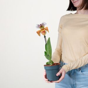 Frauenschuh 'American Hybrid'