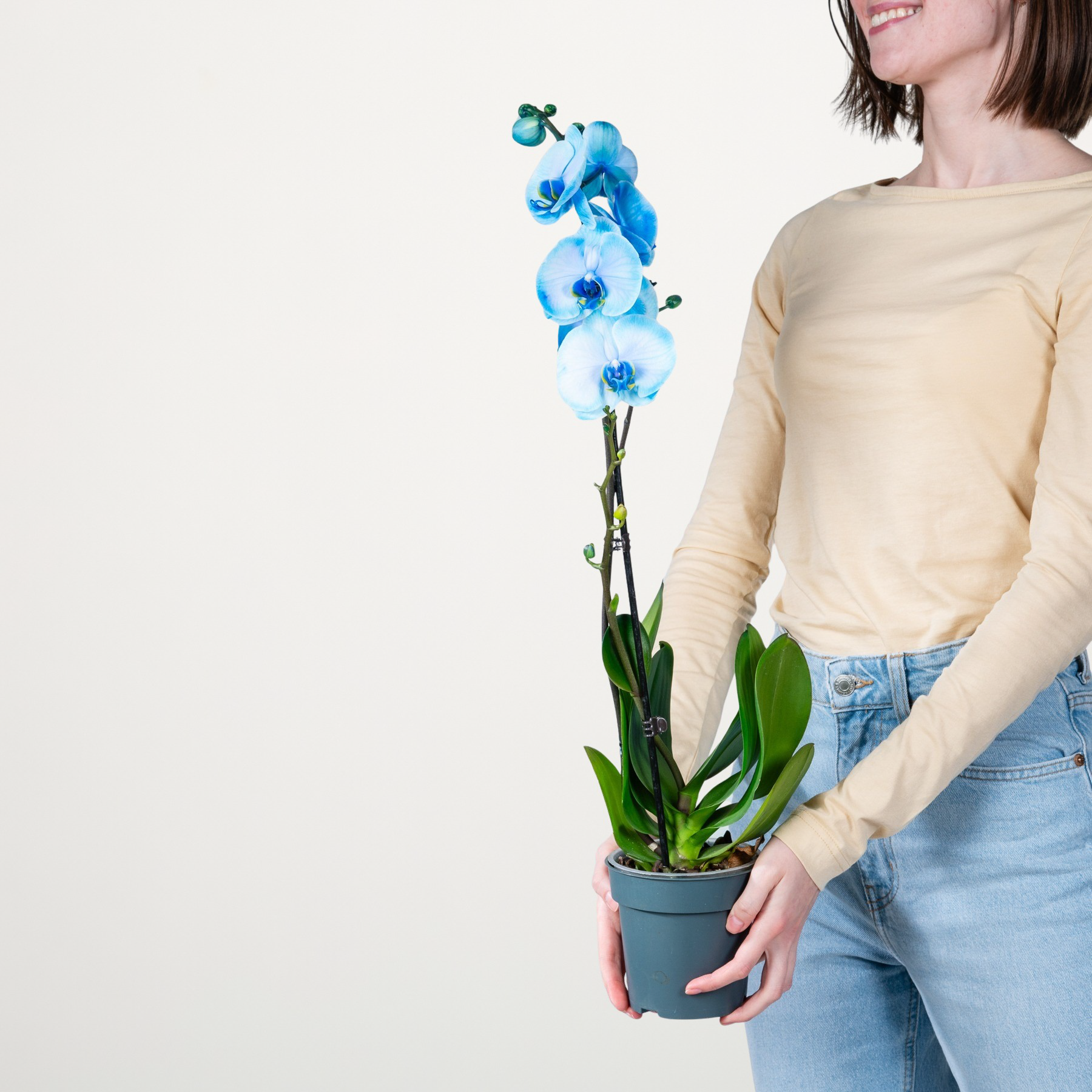 Phalaenopsis 'I am Blue' S
