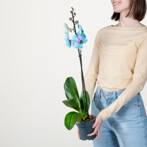 Phalaenopsis 'Bibble' S