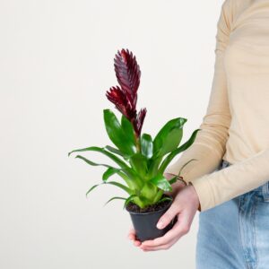Vriesea 'Cathy'