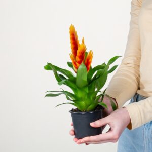 Vriesea 'Cato'