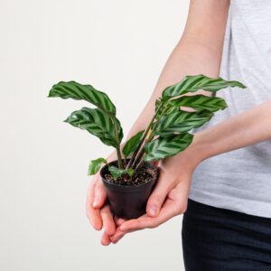 Calathea 'Freddie'