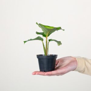 Calathea 'Orbifolia' S