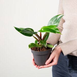 Philodendron 'White Princess'