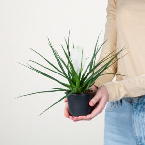 Tillandsie 'Biancini'