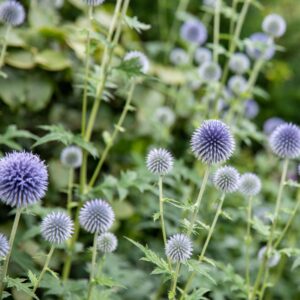 BIO Kugeldistel Blau - 3 Stück