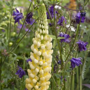 BIO Lupine 'Gallery' Gelb - 3 Stück