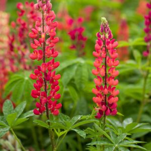 BIO Lupine 'Gallery' Rot - 3 Stück