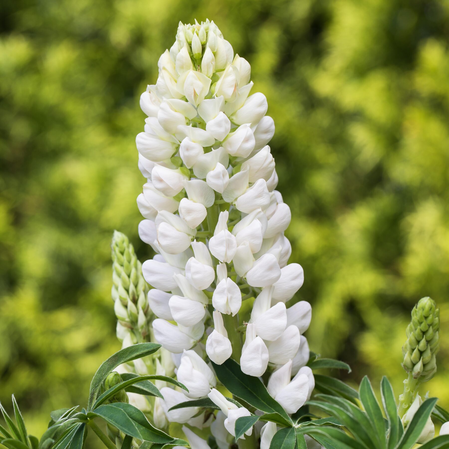 BIO Lupine 'Gallery' Weiß - 3 Stück