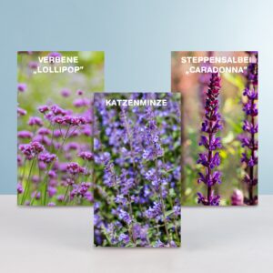 3 blaue Stauden - bienenfreundlich